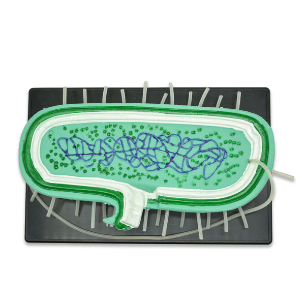 Модель «Бактерия»